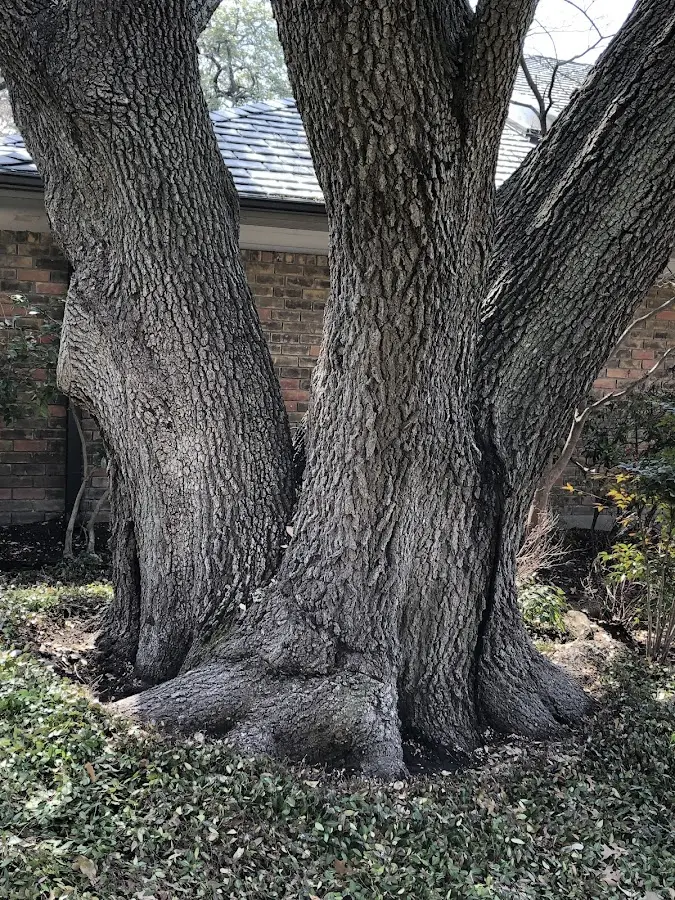 Mature heritage tree close to a Shoemakersville property cared for by certified arborists